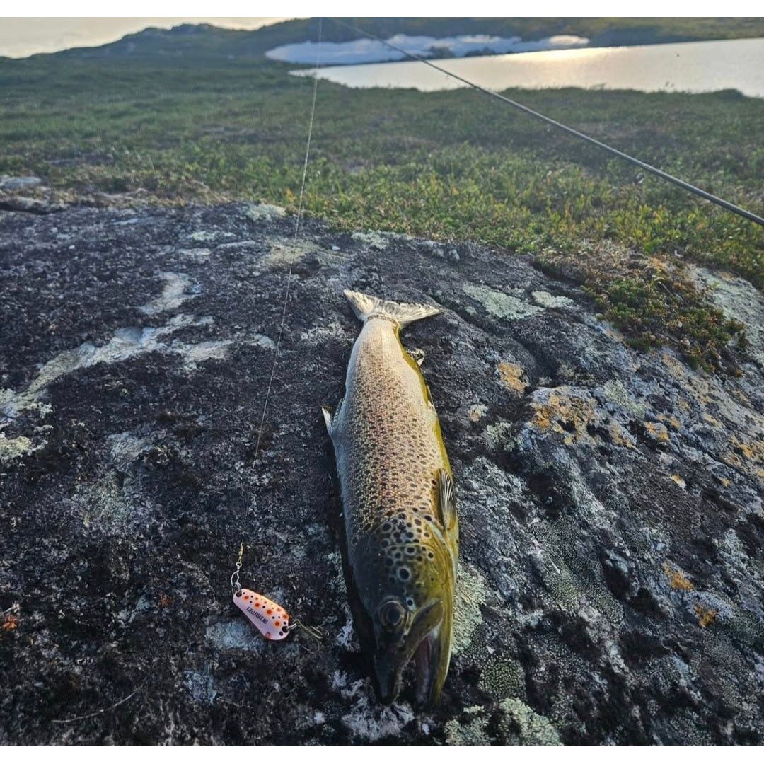 Holand Spesial 12g - Fjellfiske
